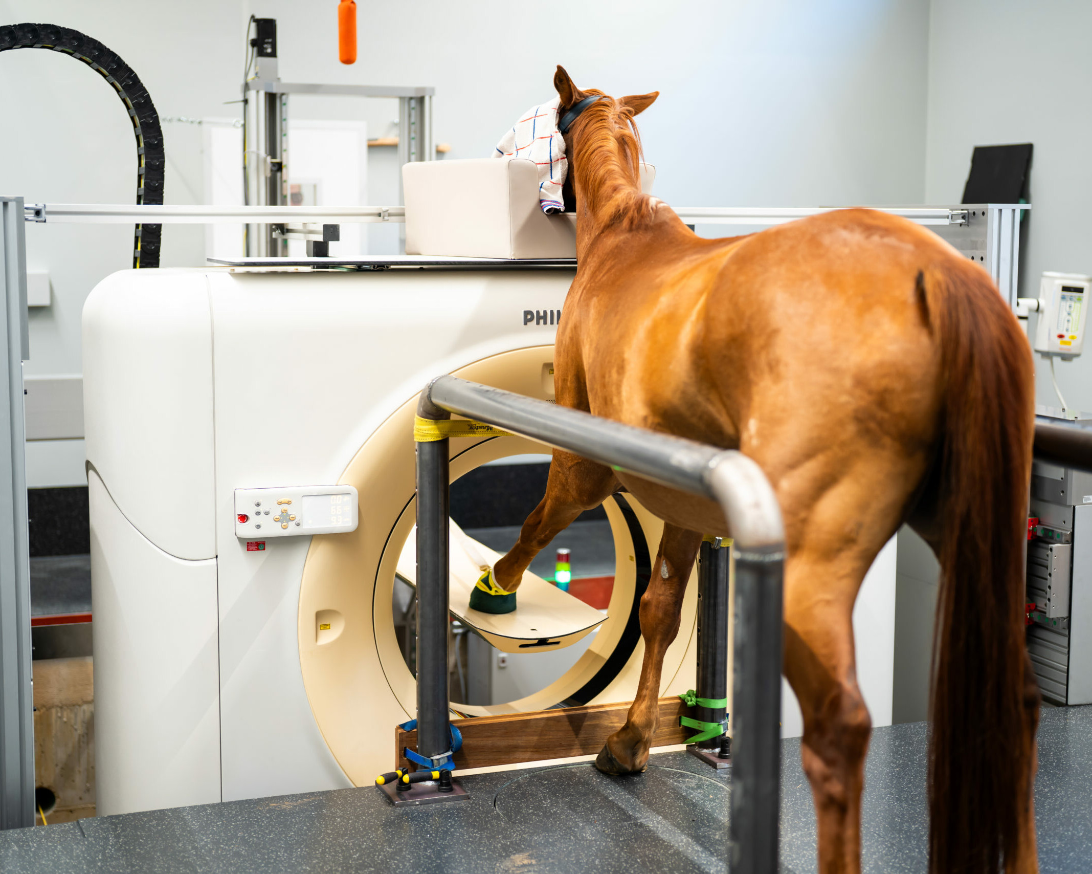 Ein Pferd, bei dem das linke Vorderbein durch einen Computertomografen (CT) untersucht wird.