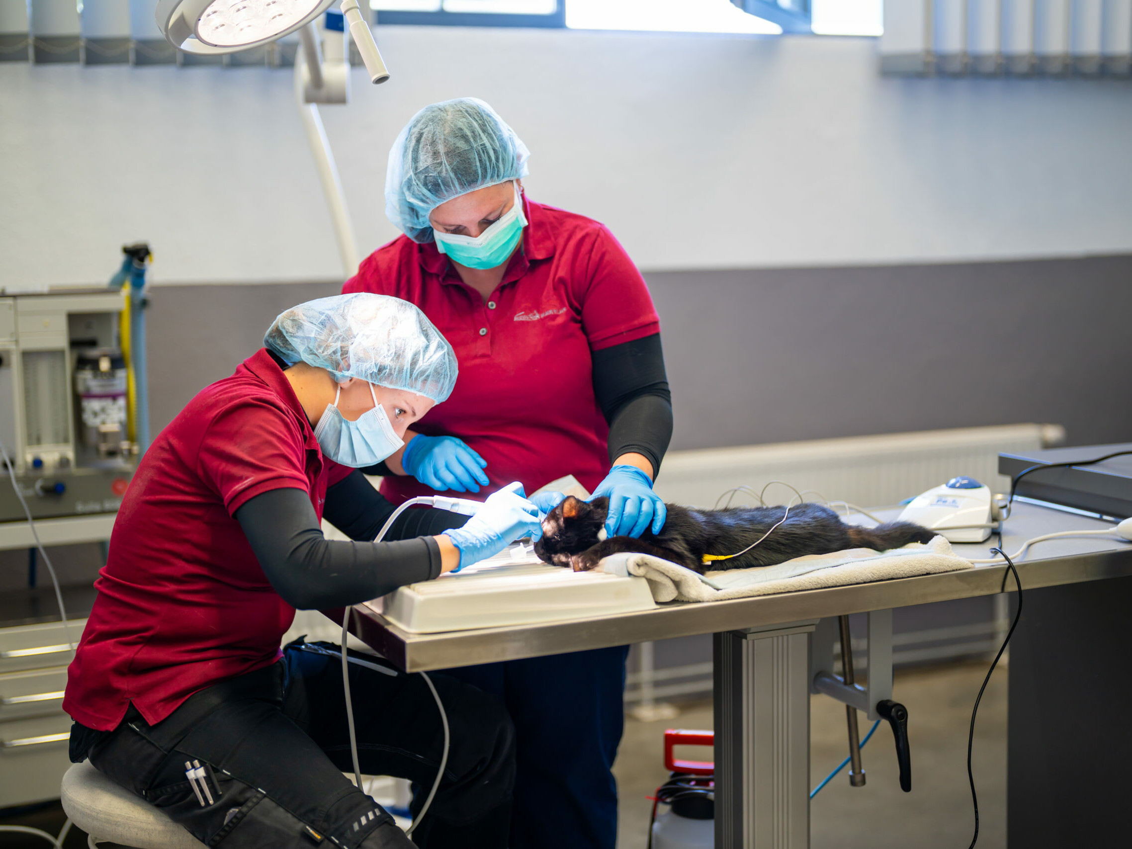 Zahnbehandlung einer Katze in Vollnarkose