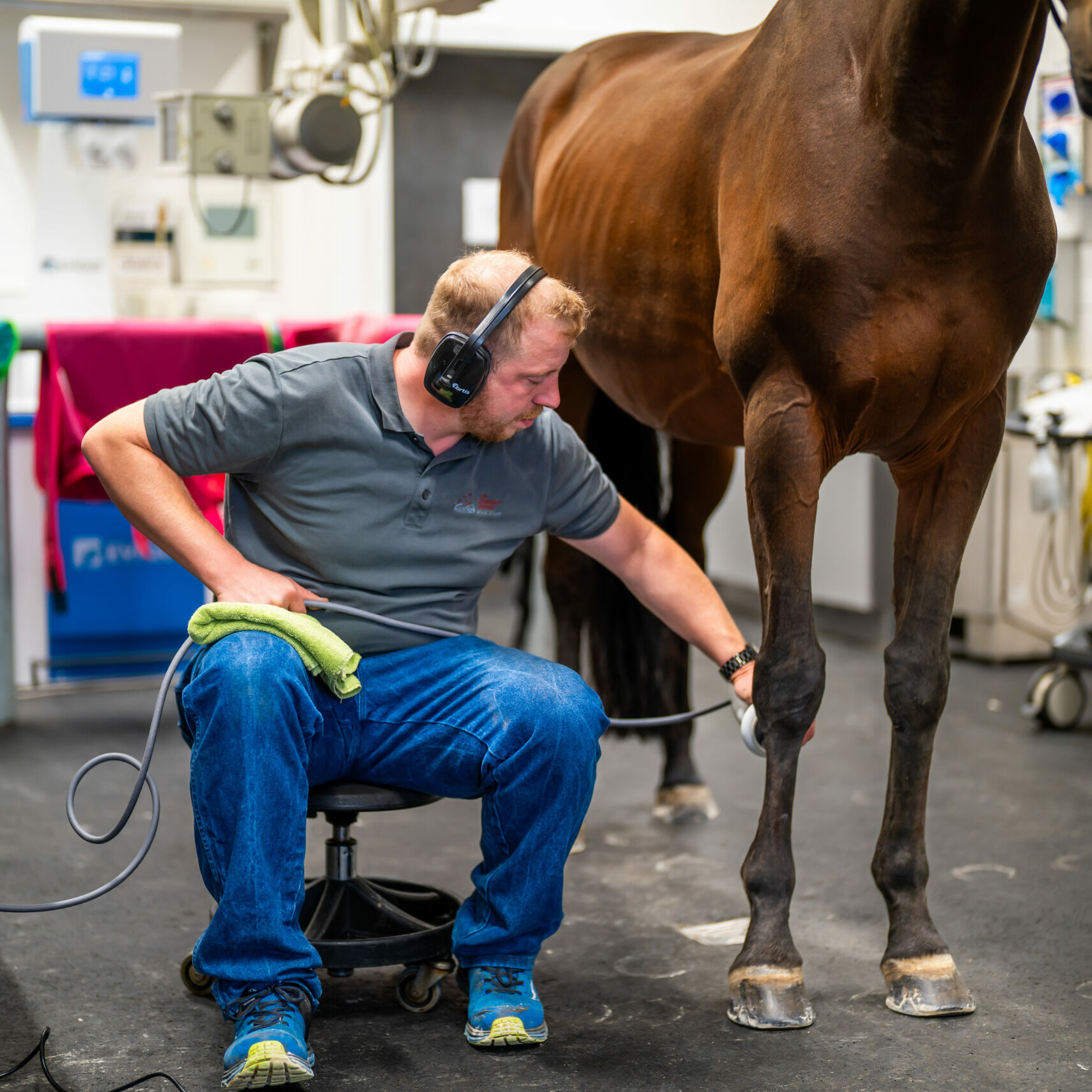 Durchführung einer Stoßwellentherapie am stehenden Pferd