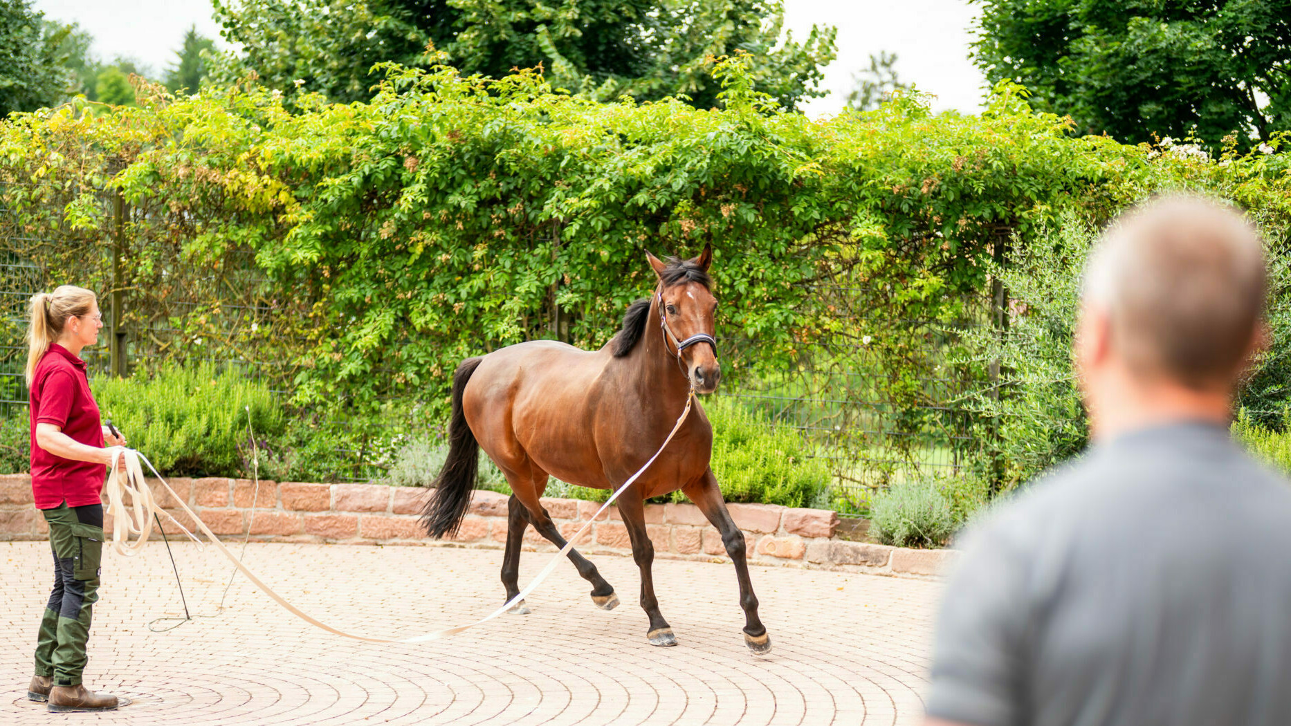 Ein braunes Pferd wird longiert und dabei von tiermedizinisch begutachtet
