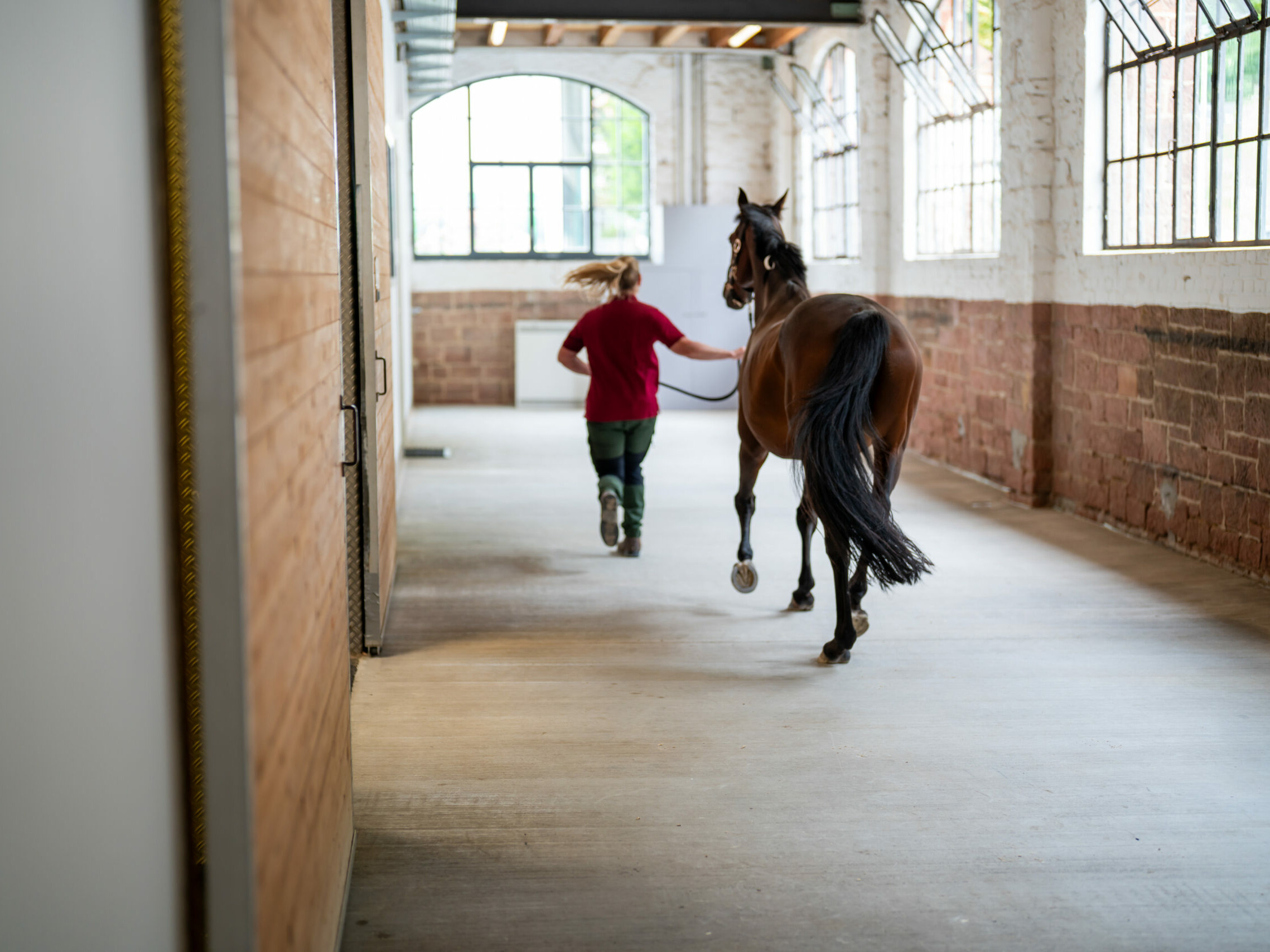 Ein Pferd wird von einer Mitarbeiterin geführt, beide laufen dabei von der Kamera weg.