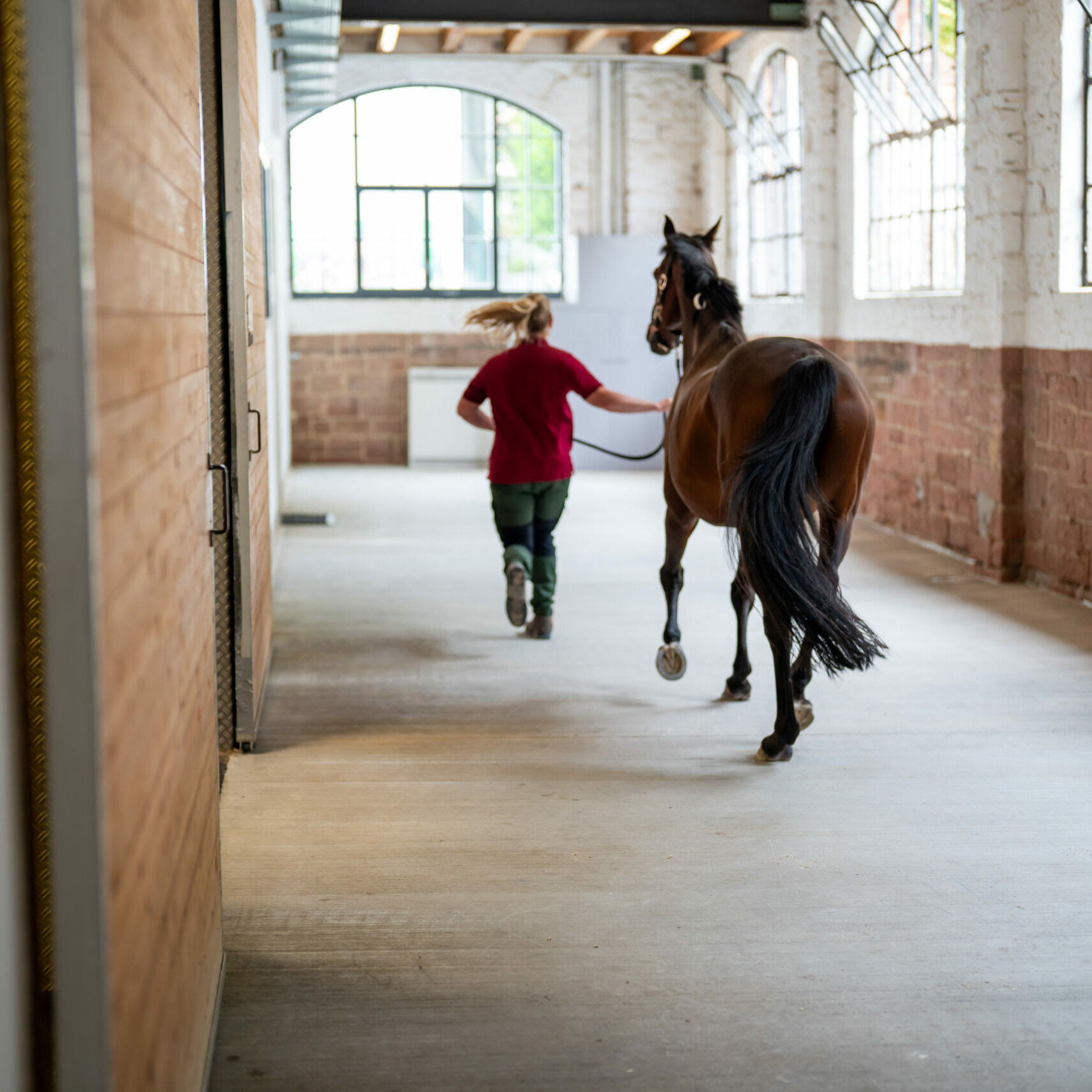 Ein Pferd wird von einer Mitarbeiterin geführt, beide laufen dabei von der Kamera weg.