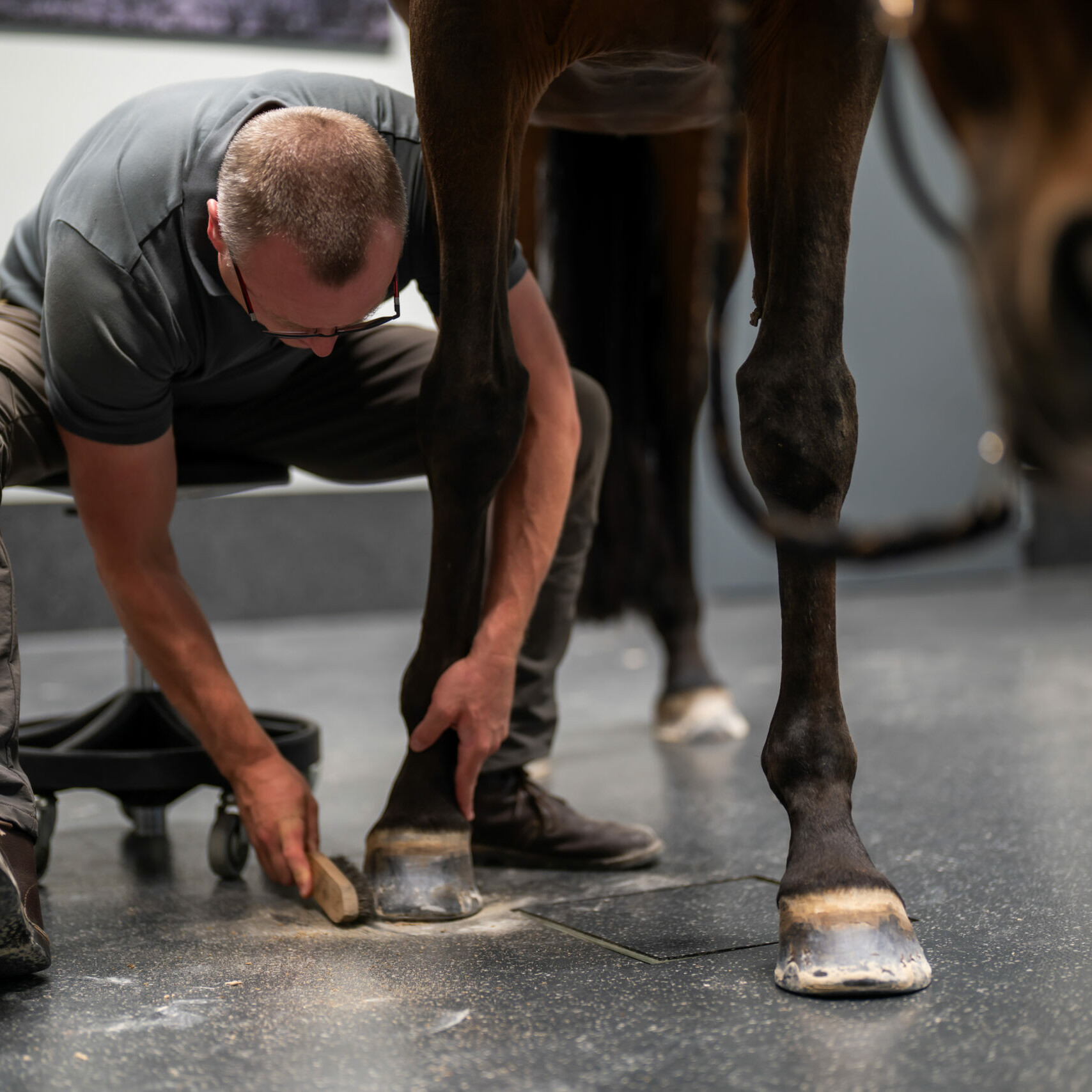 Tierarzt Roman Braun reinigt die Hufe eines Pferdes für weitere Diagnostik