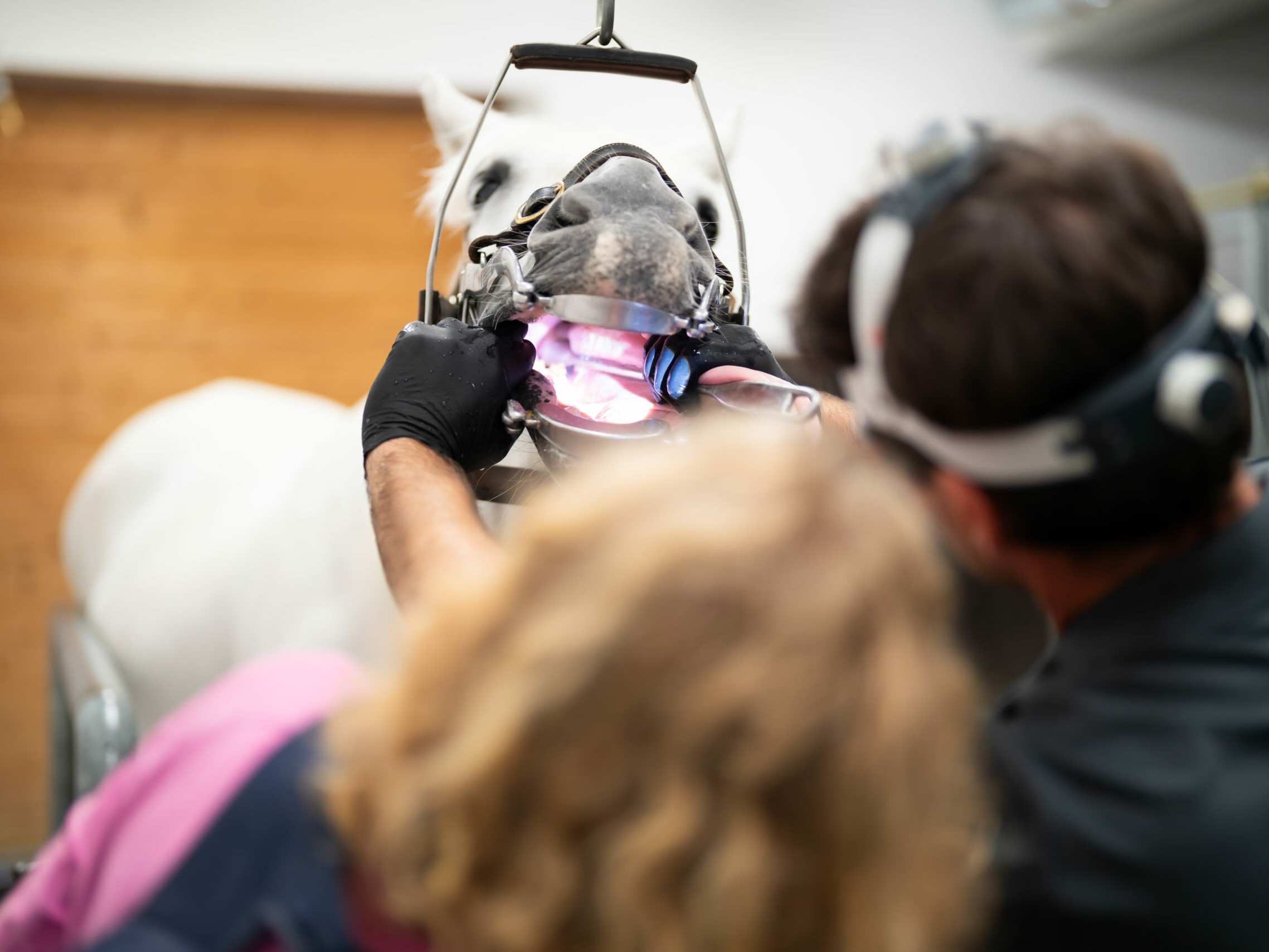 Pferd mit Maulgatter für eine Zahnbehandlung