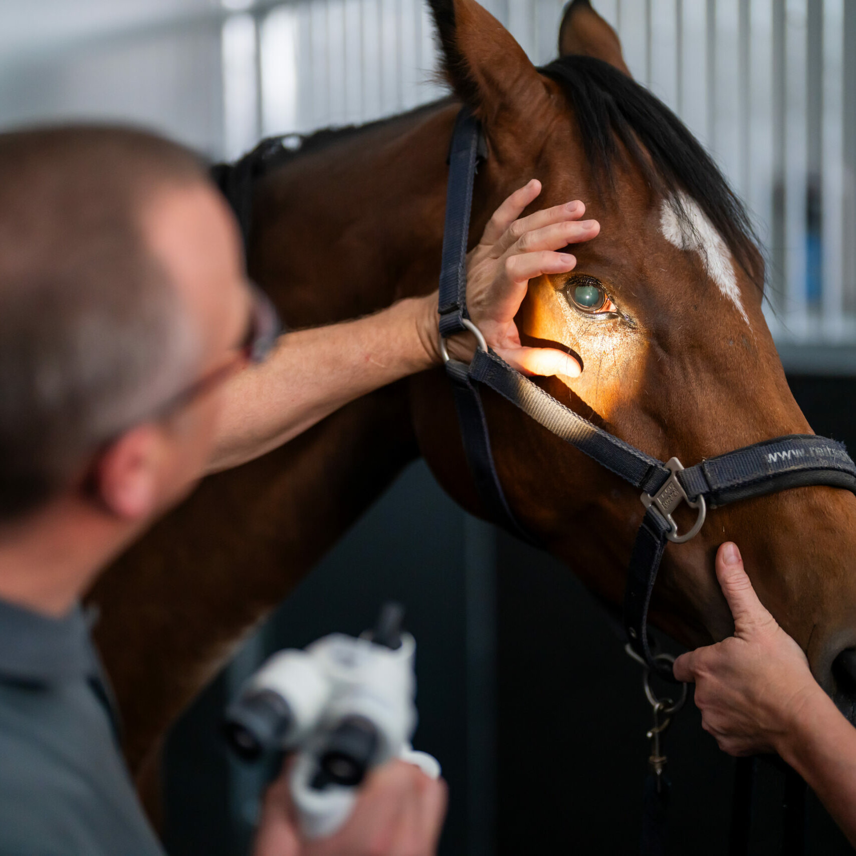 Bei einem Pferd wird mittels Aufsicht das Auge von außen untersucht.