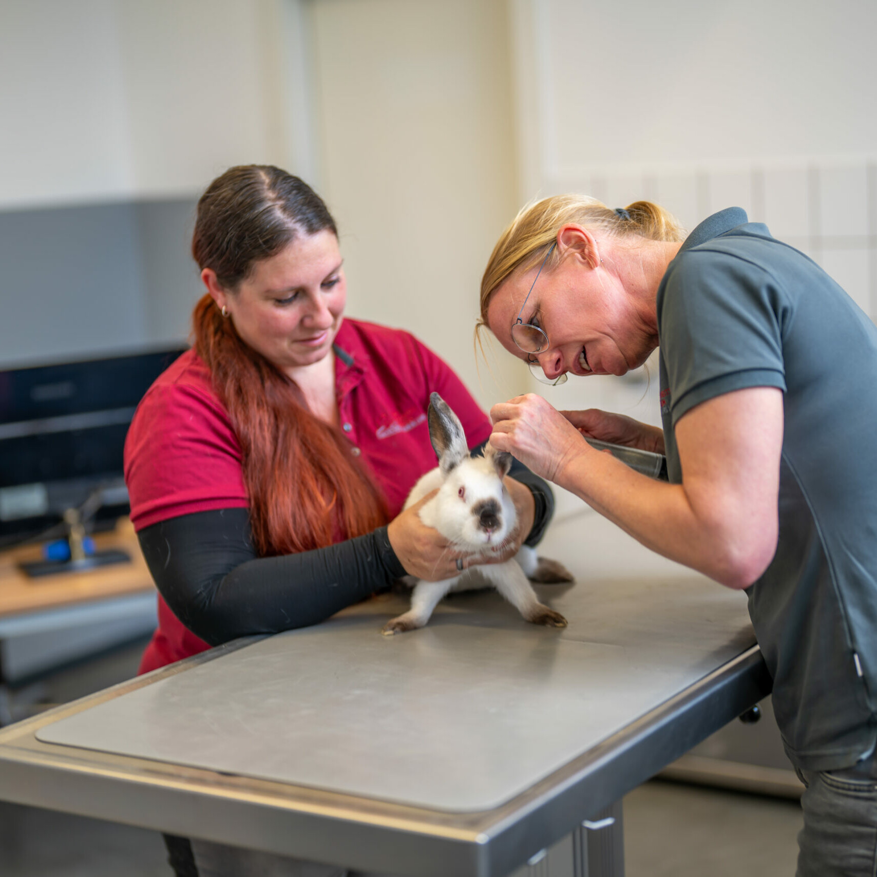 Ohrenuntersuchung beim Kaninchen