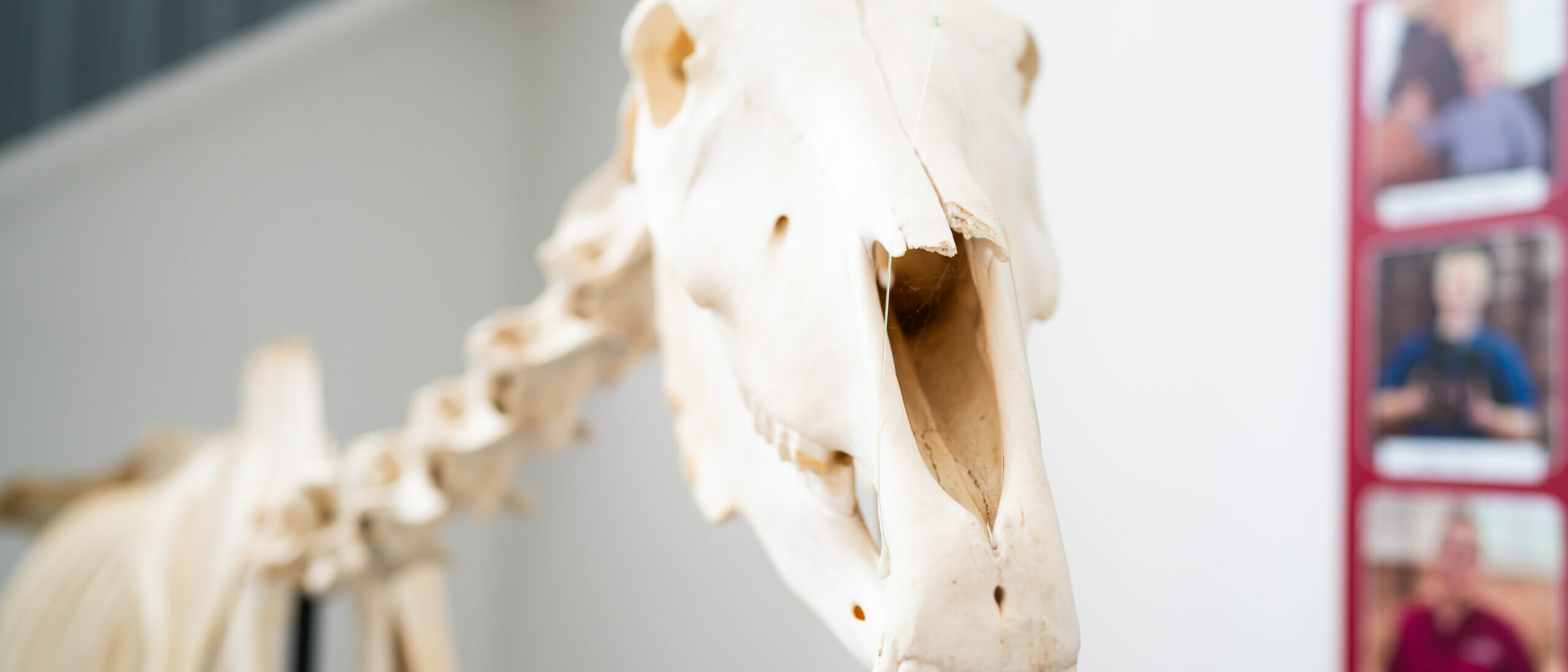 Detailaufnahme von einem Demonstrations-Skelett eines Pferdes mit Blick auf den Schädel