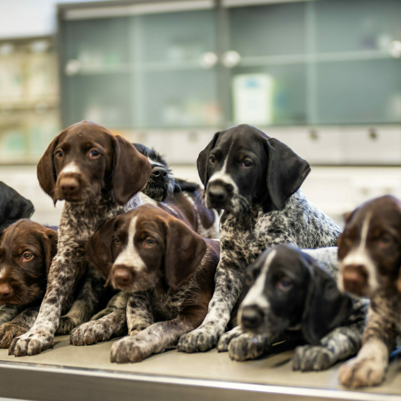 Der ganze Behandlungstisch ist voll mit Jagdhundwelpen