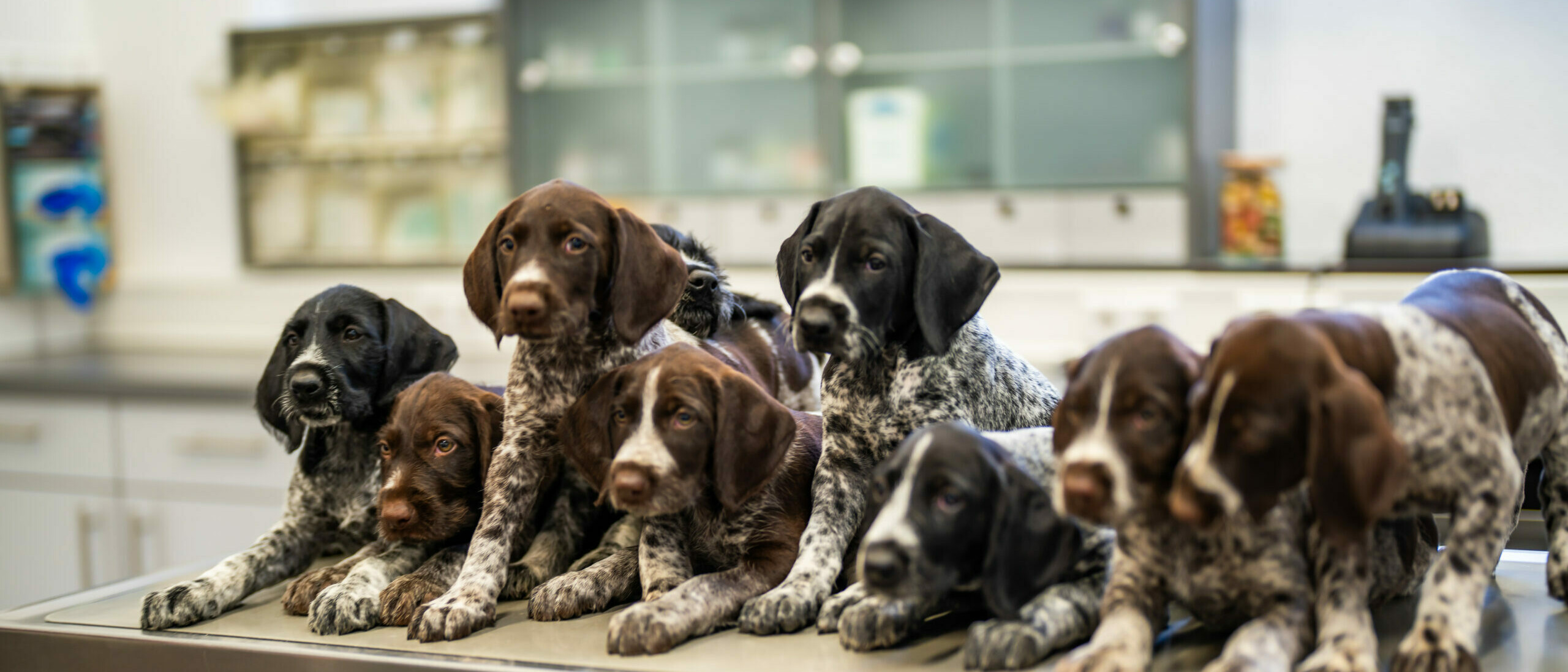 Der ganze Behandlungstisch ist voll mit Jagdhundwelpen