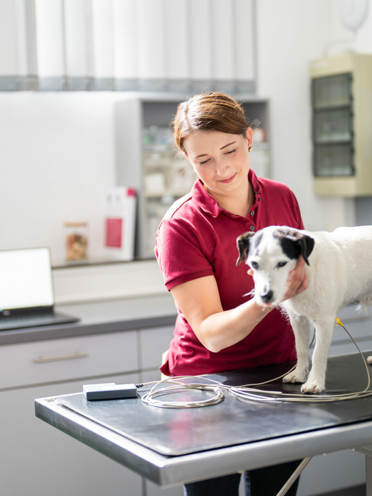 Durchführung eines EKG an einem Terrier