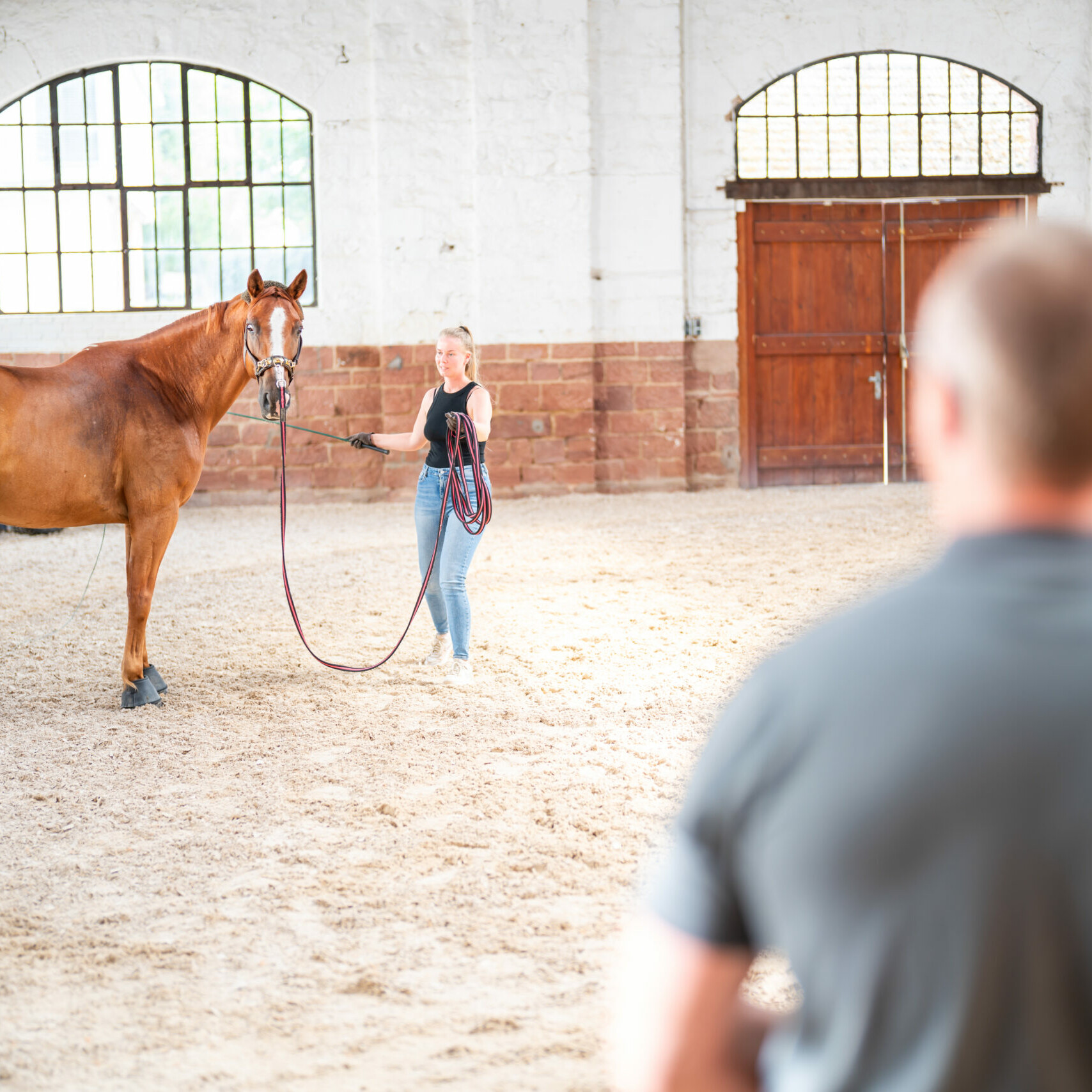 Ein Pferd soll in der Reithalle longiert werden und wird dabei untersucht