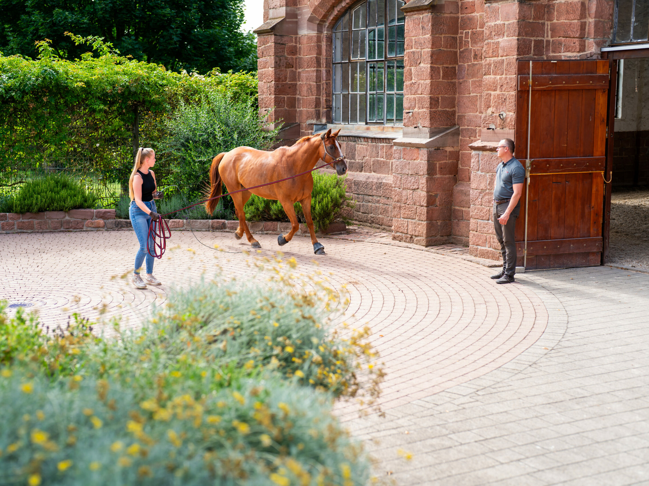 Pferd auf Longierzirkel im Außenbereich