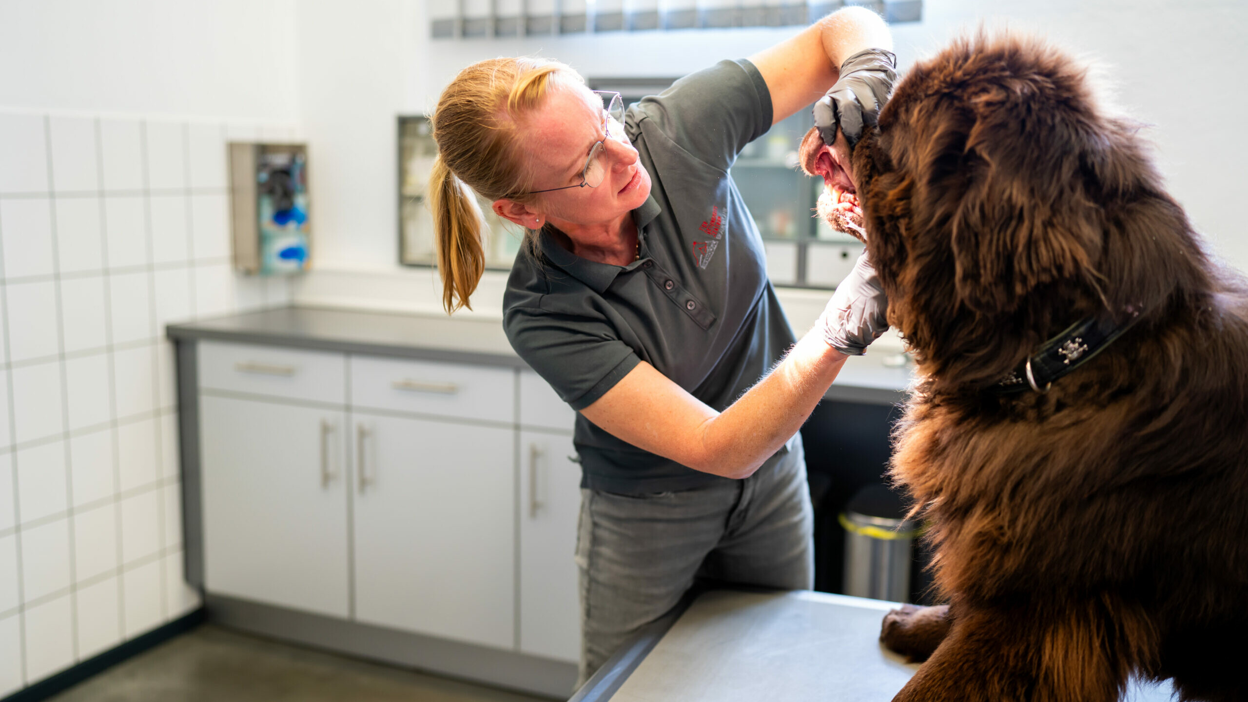 Ein großer brauner Hund mit wuscheligem Fell sitzt auf dem Behandlungstisch und lässt sich von einer Tierärztin die Zähne untersuchen