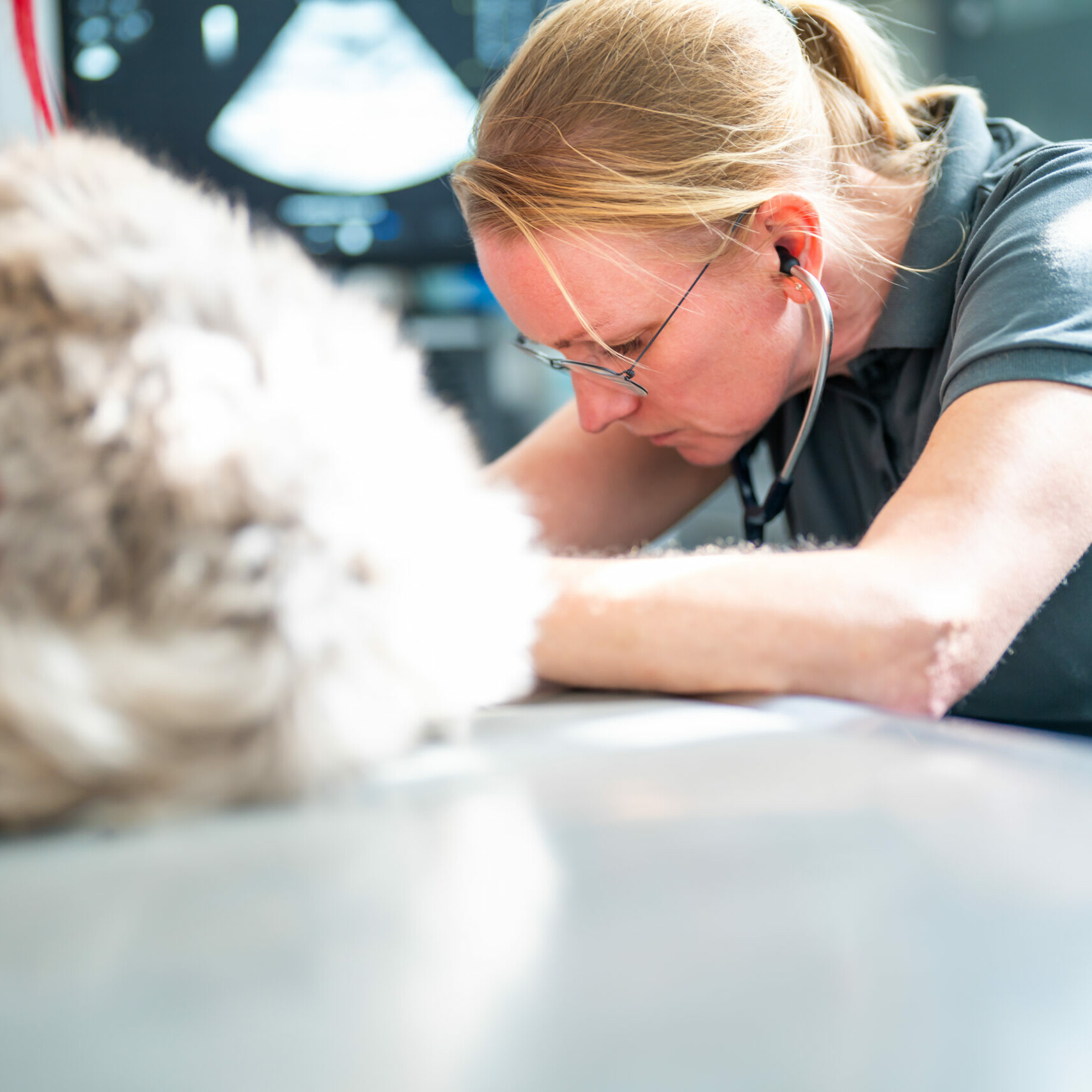 Frau Dr. Judith Braun hört das Herz eines Hundes ab