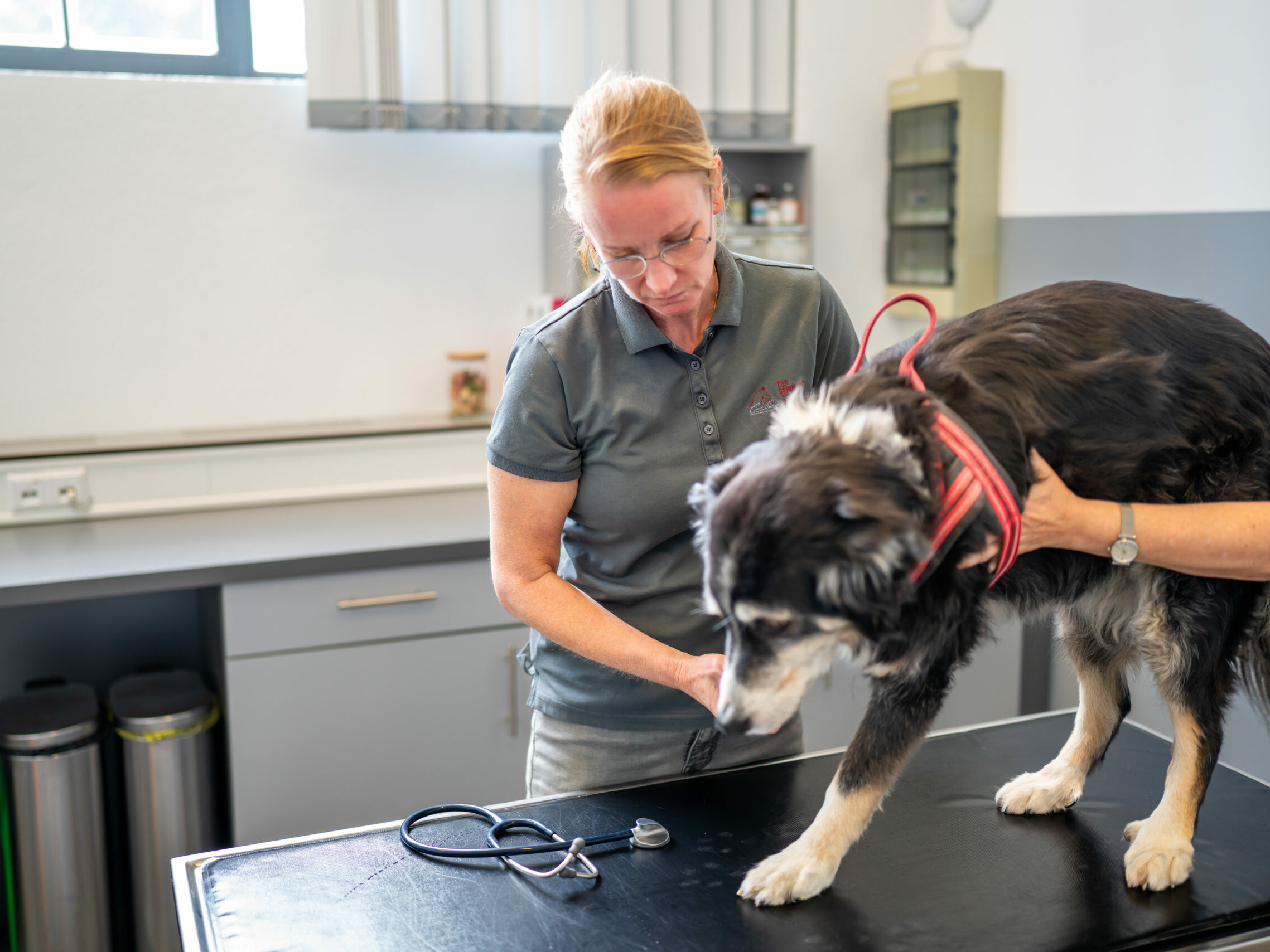 Durchführung der orthopädischen Untersuchung an einem Hund