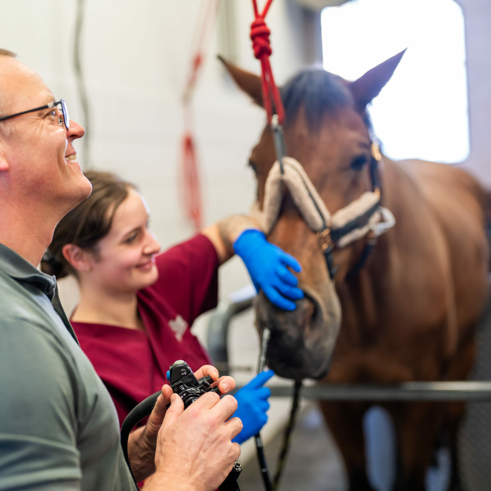 Endoskopische Untersuchung an einem sedierten Pferd