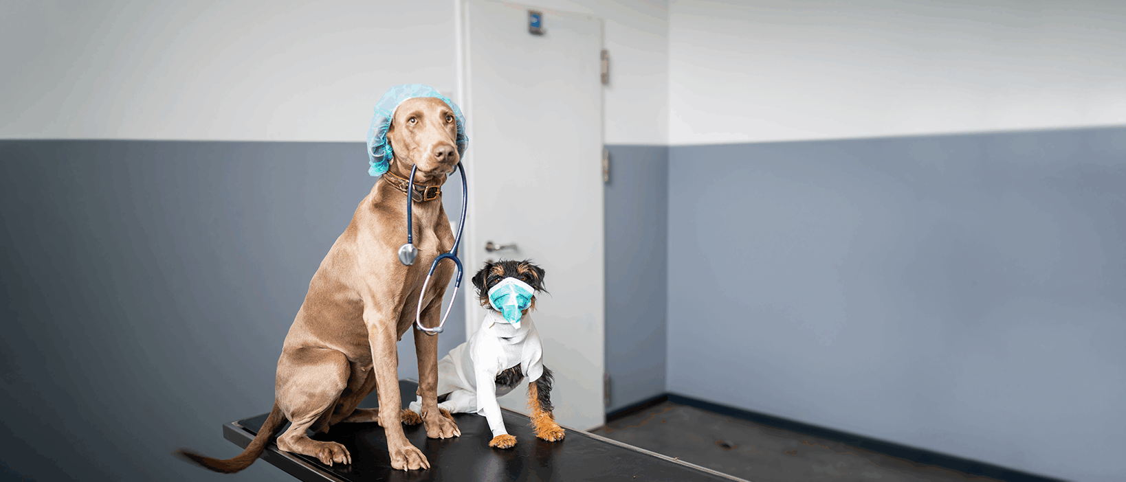 Zwei Hunde mit OP-Haube und Mundschutz sitzen auf dem Behandlungstisch. Einer von Ihnen trägt ein Stethoskop im Maul.